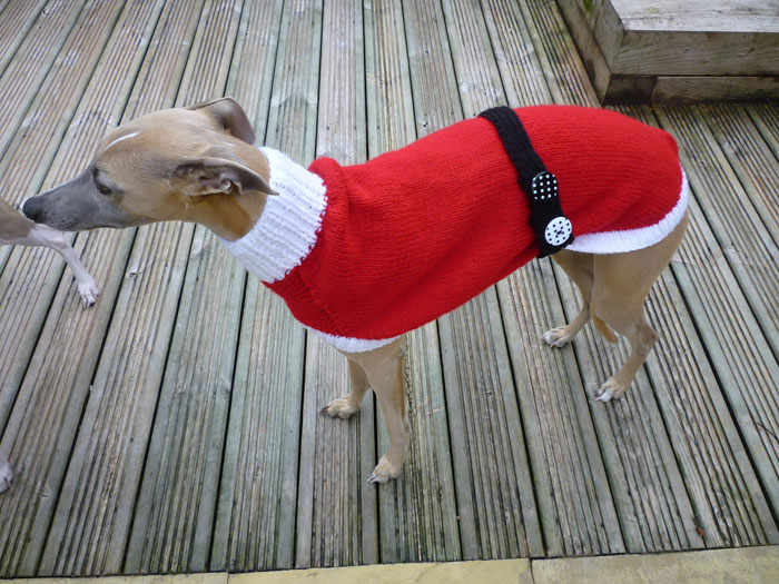 Woman Quit Her Job To Knit Sweaters For Cold Abandoned Greyhounds