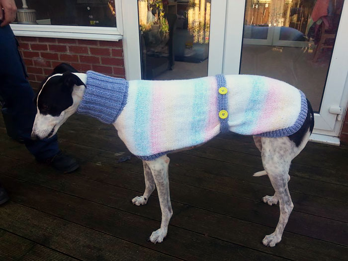 Woman Quit Her Job To Knit Sweaters For Cold Abandoned Greyhounds