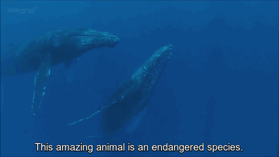 Iceland Kills Whales, So Anonymous Hackers Shut Down Its Government’s Websites Iceland Kills Whales, So Anonymous Hackers Shut Down Its Government’s Websites