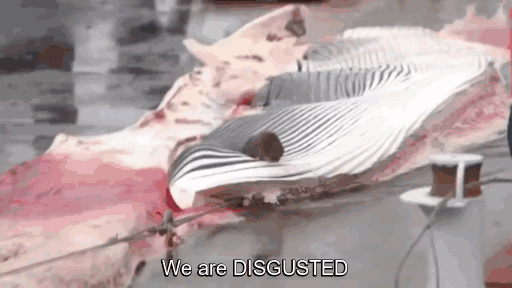 Iceland Kills Whales, So Anonymous Hackers Shut Down Its Government’s Websites Iceland Kills Whales, So Anonymous Hackers Shut Down Its Government’s Websites