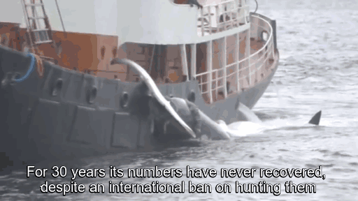 Iceland Kills Whales, So Anonymous Hackers Shut Down Its Government’s Websites Iceland Kills Whales, So Anonymous Hackers Shut Down Its Government’s Websites