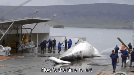 Iceland Kills Whales, So Anonymous Hackers Shut Down Its Government’s Websites Iceland Kills Whales, So Anonymous Hackers Shut Down Its Government’s Websites