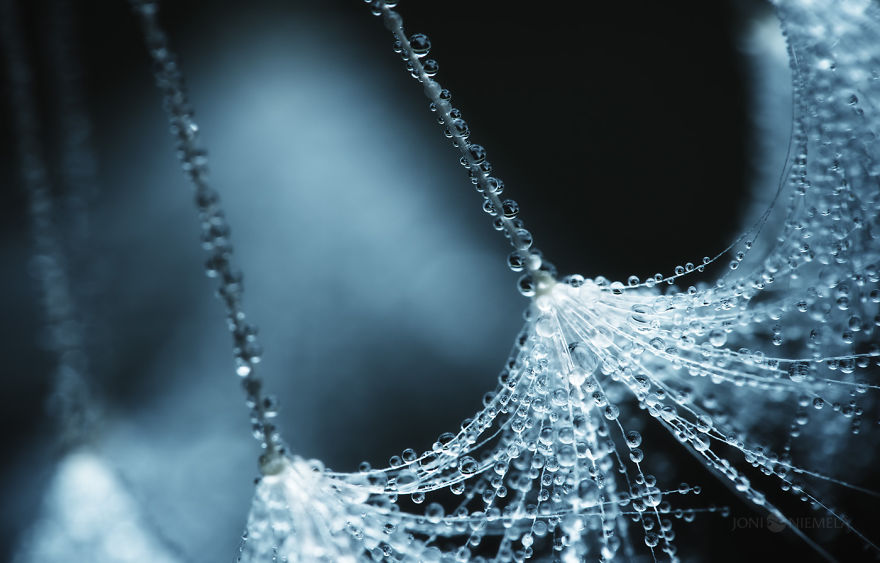 Seeds: I&#8217;ve Spent Several Years Photographing Various Plant Seeds