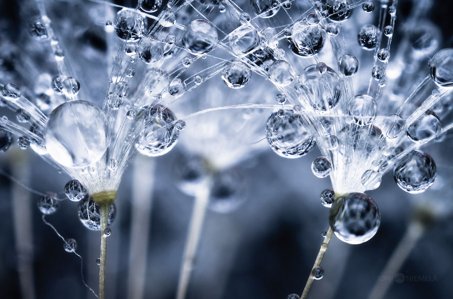 Seeds: I&#8217;ve Spent Several Years Photographing Various Plant Seeds