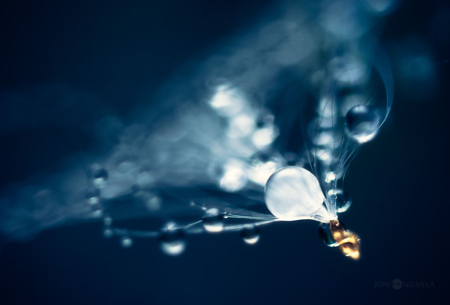 Seeds: I&#8217;ve Spent Several Years Photographing Various Plant Seeds