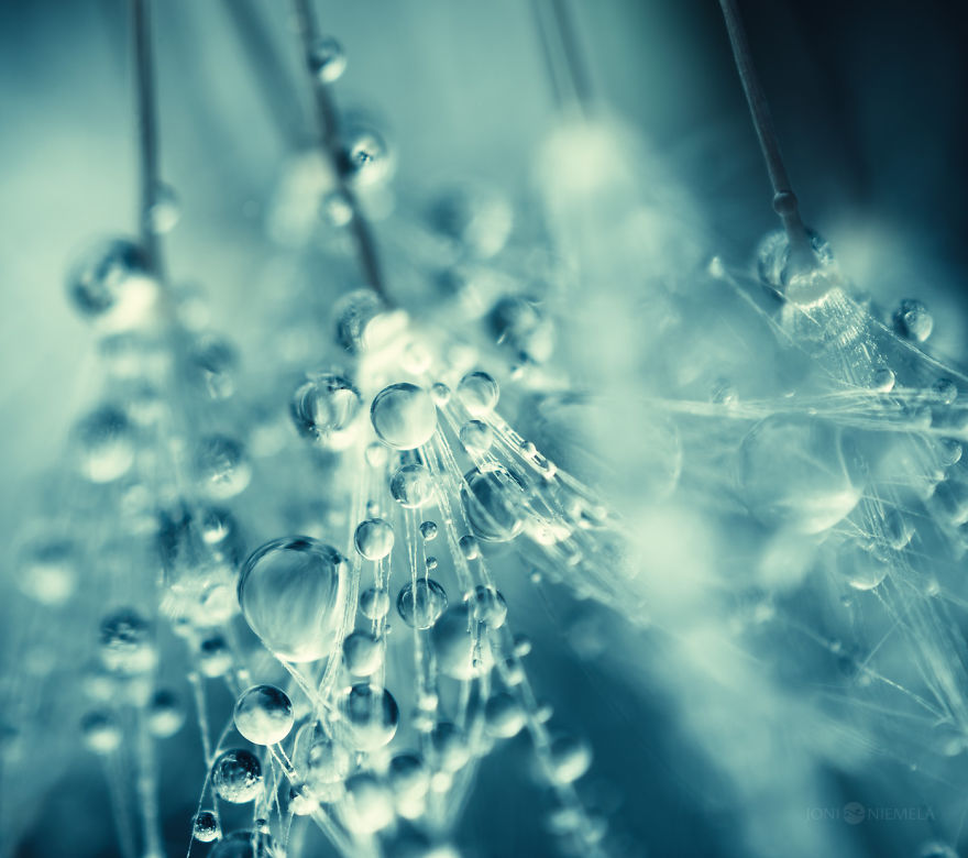 Seeds: I&#8217;ve Spent Several Years Photographing Various Plant Seeds