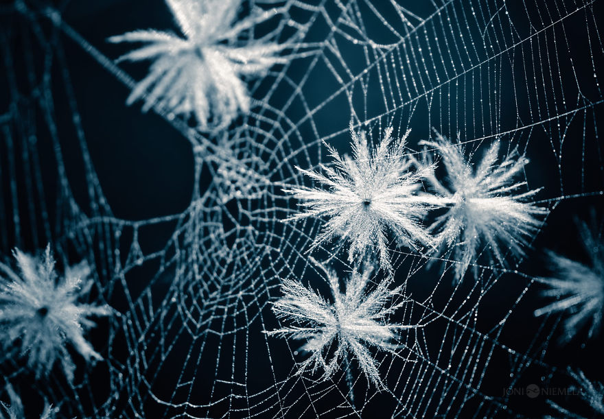 Seeds: I&#8217;ve Spent Several Years Photographing Various Plant Seeds