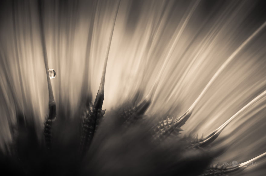 Seeds: I&#8217;ve Spent Several Years Photographing Various Plant Seeds