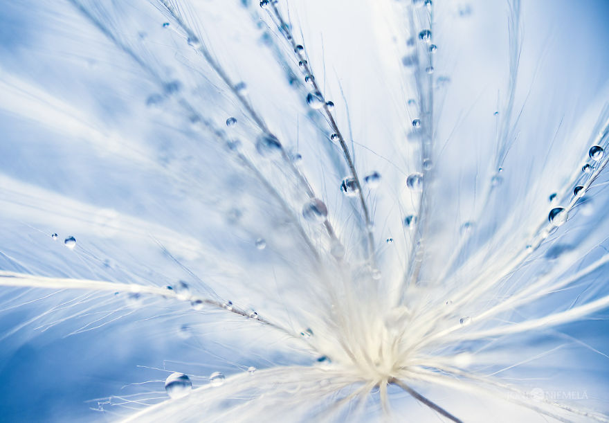 Seeds: I&#8217;ve Spent Several Years Photographing Various Plant Seeds