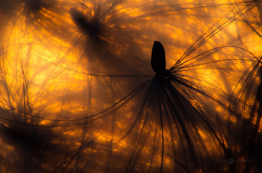 Seeds: I&#8217;ve Spent Several Years Photographing Various Plant Seeds