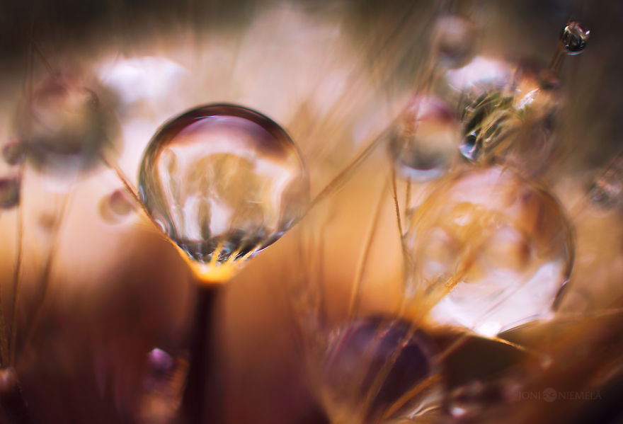 Seeds: I&#8217;ve Spent Several Years Photographing Various Plant Seeds