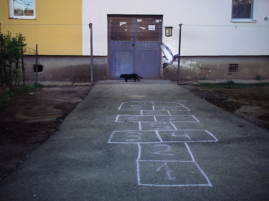 Cats In Town Cats In Town