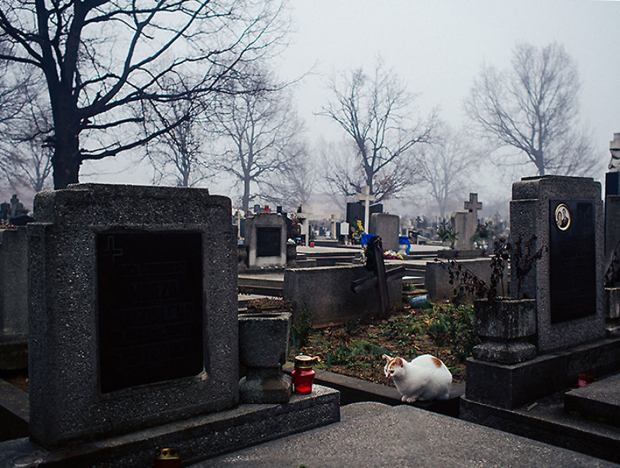 Cats In Town Cats In Town