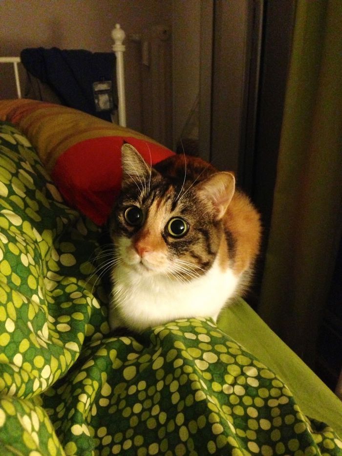 My Cat Is Incapable Of Looking Calm