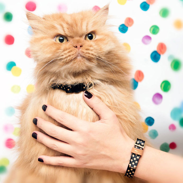 101 Purrfect Gift Ideas For Cat Lovers