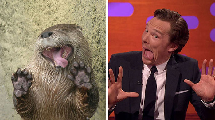 Rumors Confirmed: Benedict Cumberbatch Is An Otter (24 Pics) Rumors Confirmed: Benedict Cumberbatch Is An Otter (24 Pics)