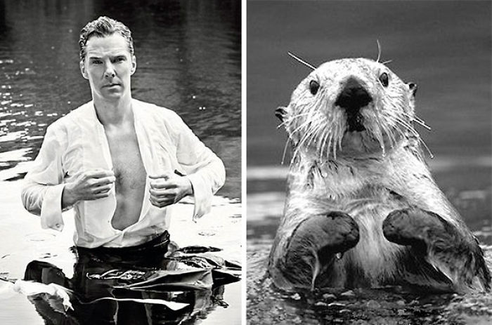 Rumors Confirmed: Benedict Cumberbatch Is An Otter (24 Pics) Rumors Confirmed: Benedict Cumberbatch Is An Otter (24 Pics)