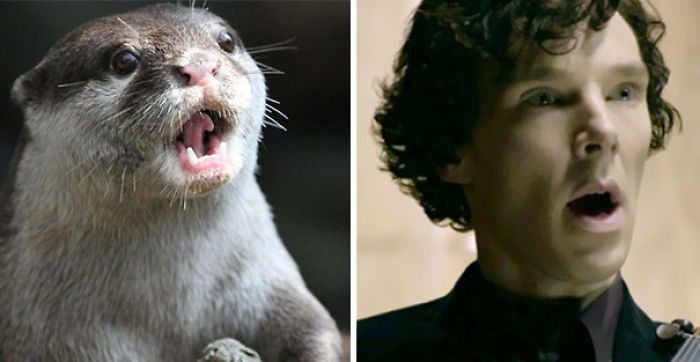 Rumors Confirmed: Benedict Cumberbatch Is An Otter (24 Pics) Rumors Confirmed: Benedict Cumberbatch Is An Otter (24 Pics)