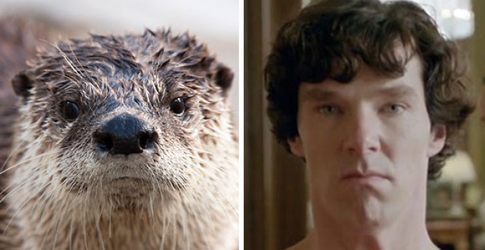 Rumors Confirmed: Benedict Cumberbatch Is An Otter (24 Pics) Rumors Confirmed: Benedict Cumberbatch Is An Otter (24 Pics)