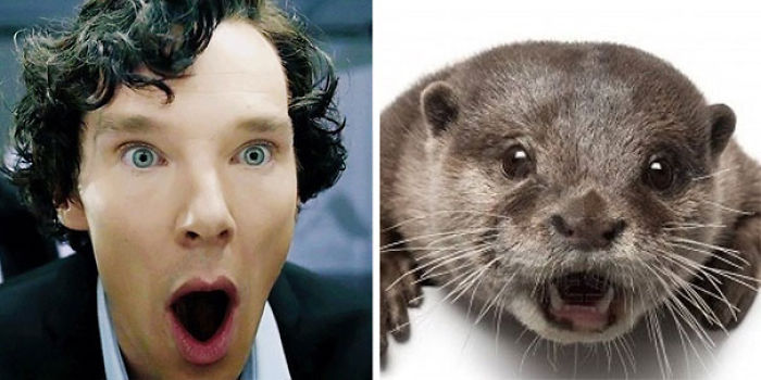 Rumors Confirmed: Benedict Cumberbatch Is An Otter (24 Pics) Rumors Confirmed: Benedict Cumberbatch Is An Otter (24 Pics)