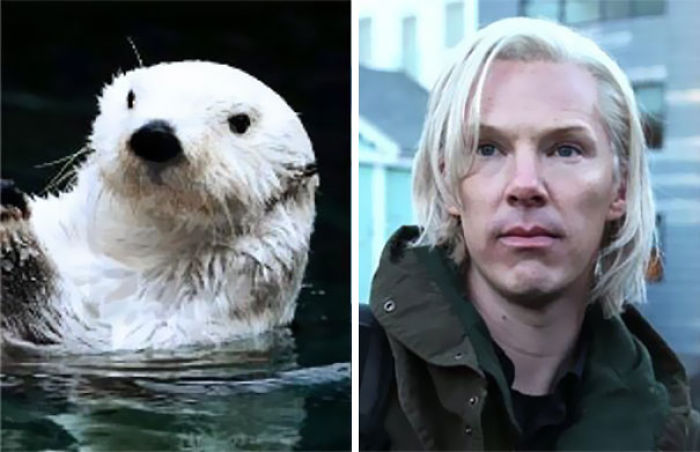Rumors Confirmed: Benedict Cumberbatch Is An Otter (24 Pics) Rumors Confirmed: Benedict Cumberbatch Is An Otter (24 Pics)