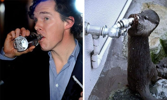 Rumors Confirmed: Benedict Cumberbatch Is An Otter (24 Pics) Rumors Confirmed: Benedict Cumberbatch Is An Otter (24 Pics)