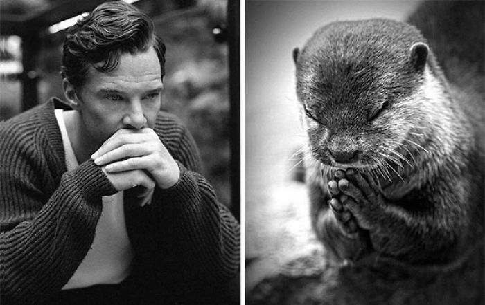 Rumors Confirmed: Benedict Cumberbatch Is An Otter (24 Pics) Rumors Confirmed: Benedict Cumberbatch Is An Otter (24 Pics)