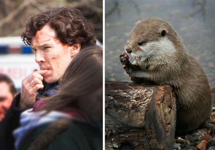 Rumors Confirmed: Benedict Cumberbatch Is An Otter (24 Pics) Rumors Confirmed: Benedict Cumberbatch Is An Otter (24 Pics)