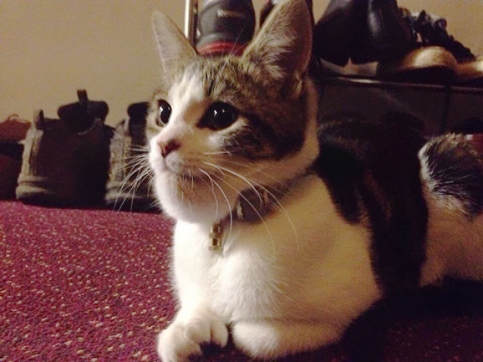 37 Cats Who Got Stung By Bees And Wasps 37 Cats Who Got Stung By Bees And Wasps