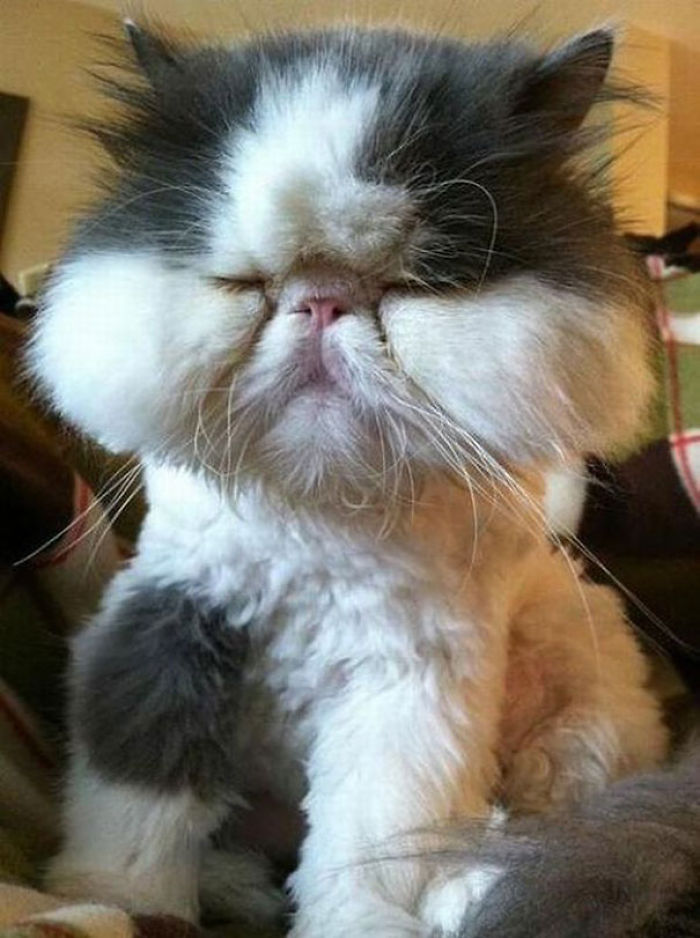 37 Cats Who Got Stung By Bees And Wasps 37 Cats Who Got Stung By Bees And Wasps