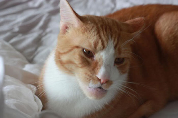 37 Cats Who Got Stung By Bees And Wasps 37 Cats Who Got Stung By Bees And Wasps