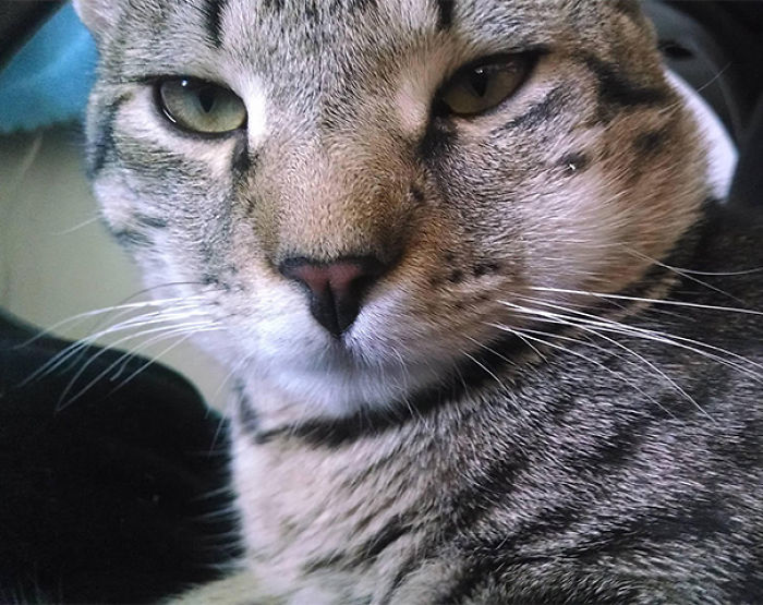 37 Cats Who Got Stung By Bees And Wasps 37 Cats Who Got Stung By Bees And Wasps