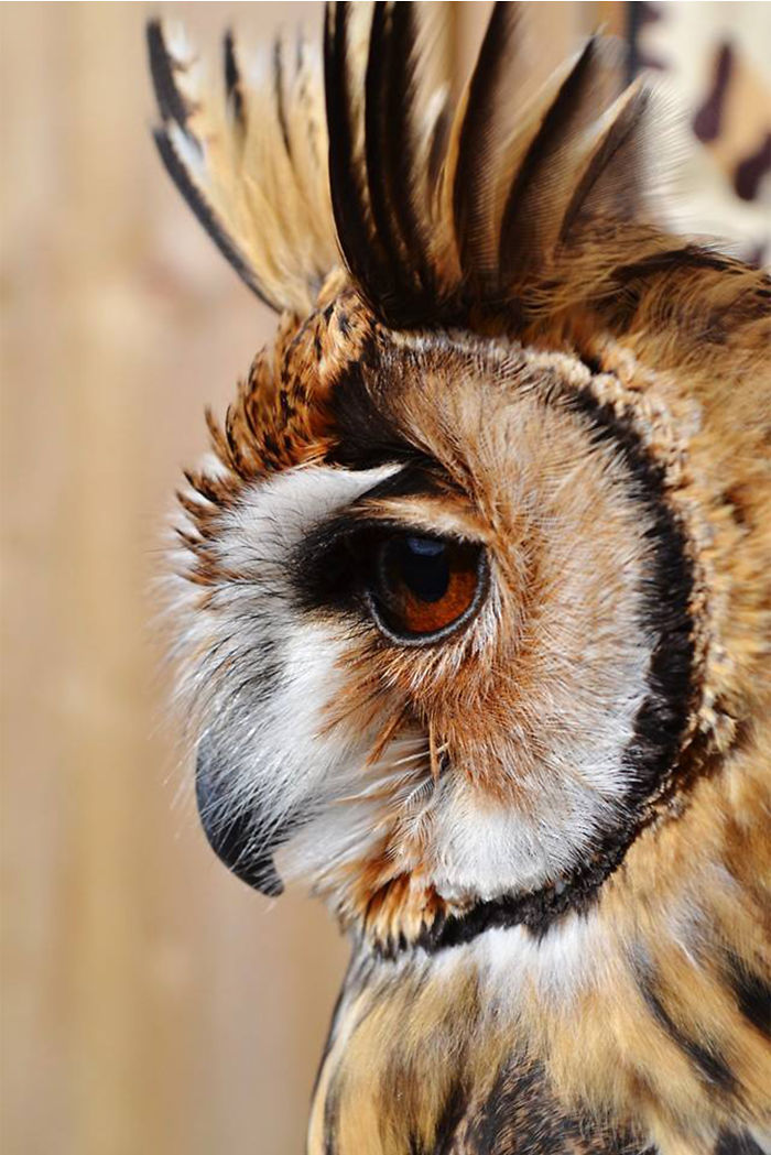 I Rescued A Mexican Striped Owl Named Loki And She Imprinted To Me I Rescued A Mexican Striped Owl Named Loki And She Imprinted To Me