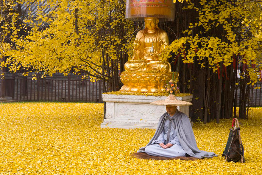 1,400-Year-Old Chinese Ginkgo Tree Drops Leaves That Drown Buddhist Temple In A Yellow Ocean 1,400-Year-Old Chinese Ginkgo Tree Drops Leaves That Drown Buddhist Temple In A Yellow Ocean