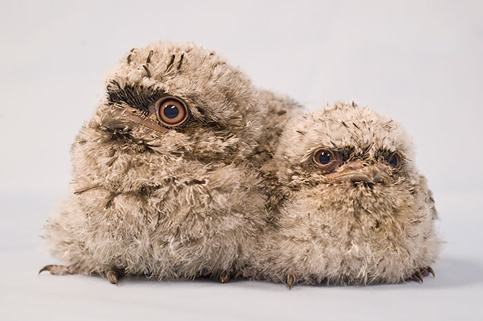 The World’s Cutest Owl Look-Alike Is The Tawny Frogmouth (32 Pics) The World’s Cutest Owl Look-Alike Is The Tawny Frogmouth (32 Pics)