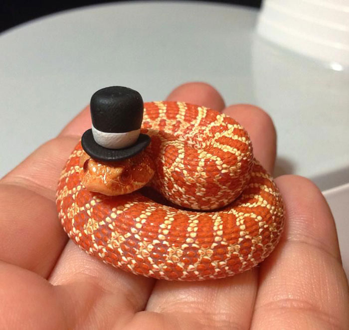 Scared Of Snakes? Put A Hat On It! Scared Of Snakes? Put A Hat On It!