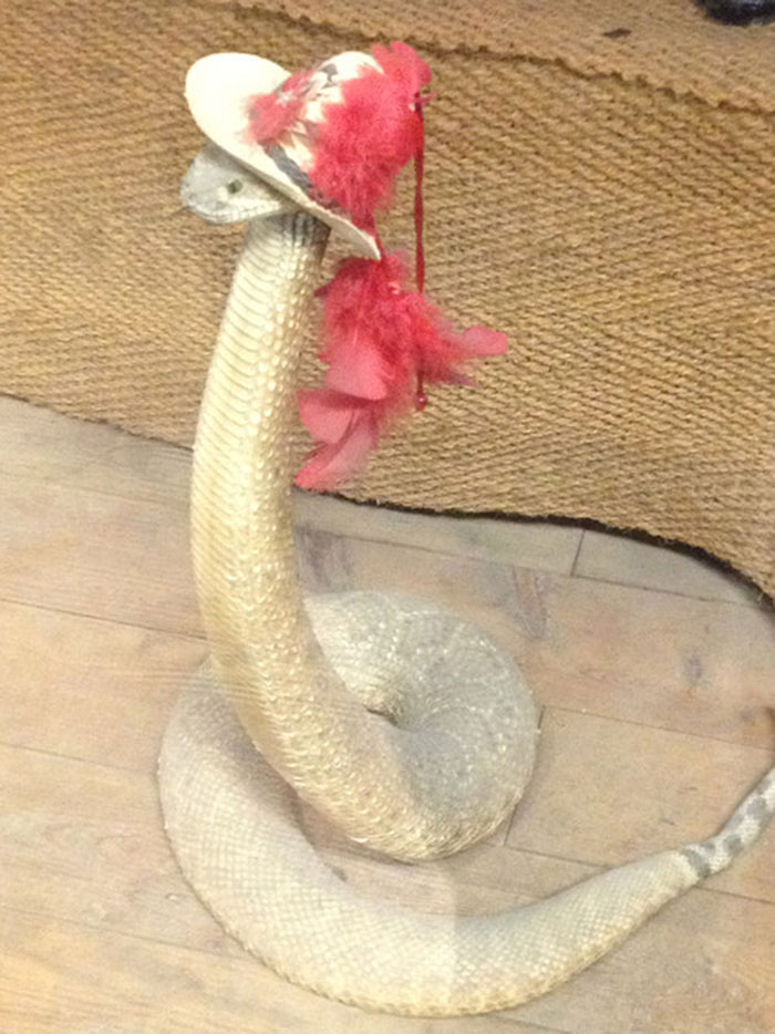 Scared Of Snakes? Put A Hat On It! Scared Of Snakes? Put A Hat On It!