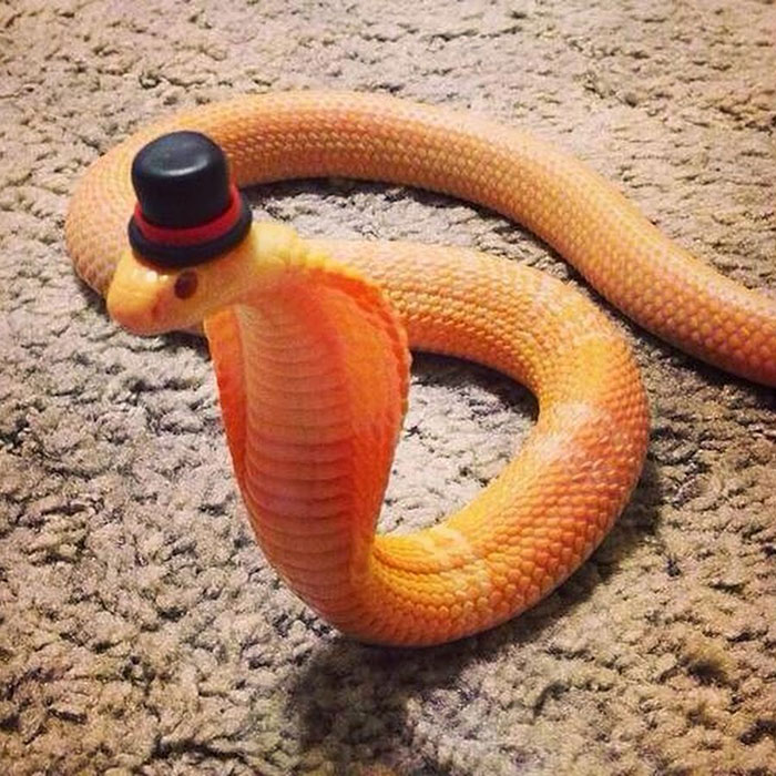 Scared Of Snakes? Put A Hat On It! Scared Of Snakes? Put A Hat On It!