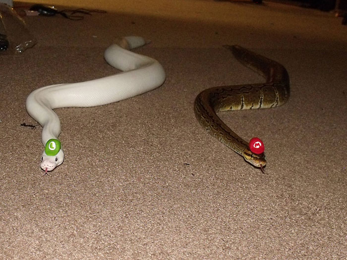 Scared Of Snakes? Put A Hat On It! Scared Of Snakes? Put A Hat On It!