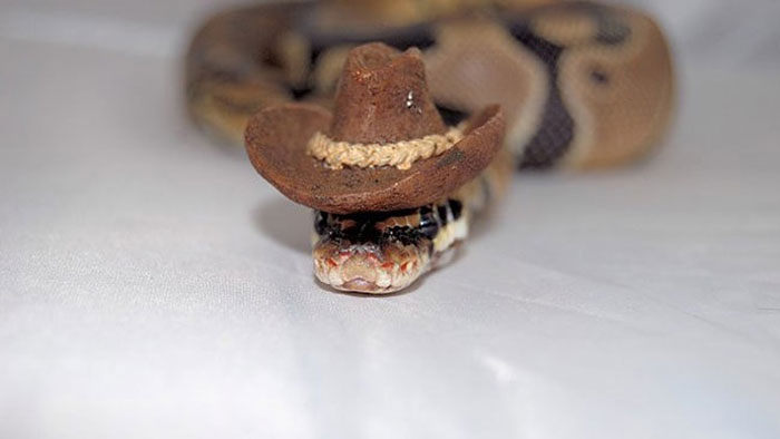Scared Of Snakes? Put A Hat On It! Scared Of Snakes? Put A Hat On It!