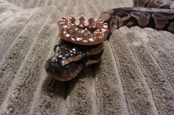 Scared Of Snakes? Put A Hat On It! Scared Of Snakes? Put A Hat On It!