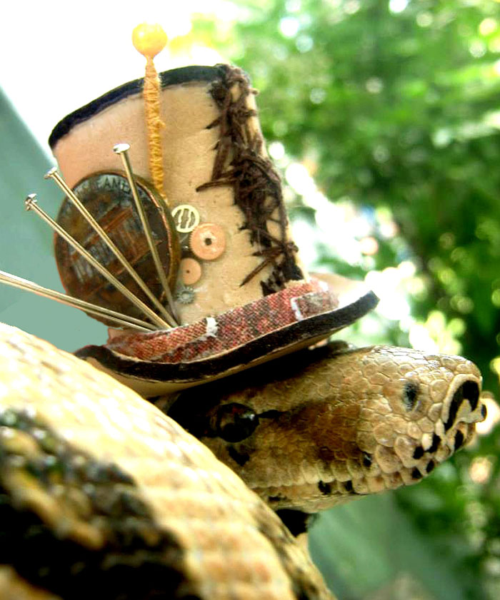 Scared Of Snakes? Put A Hat On It! Scared Of Snakes? Put A Hat On It!