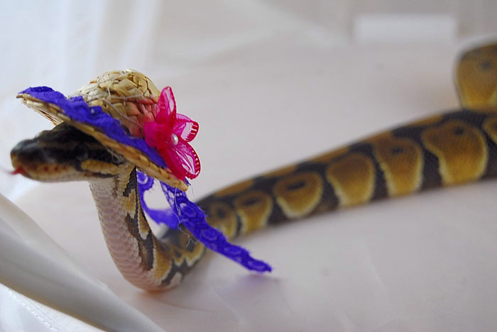Scared Of Snakes? Put A Hat On It! Scared Of Snakes? Put A Hat On It!