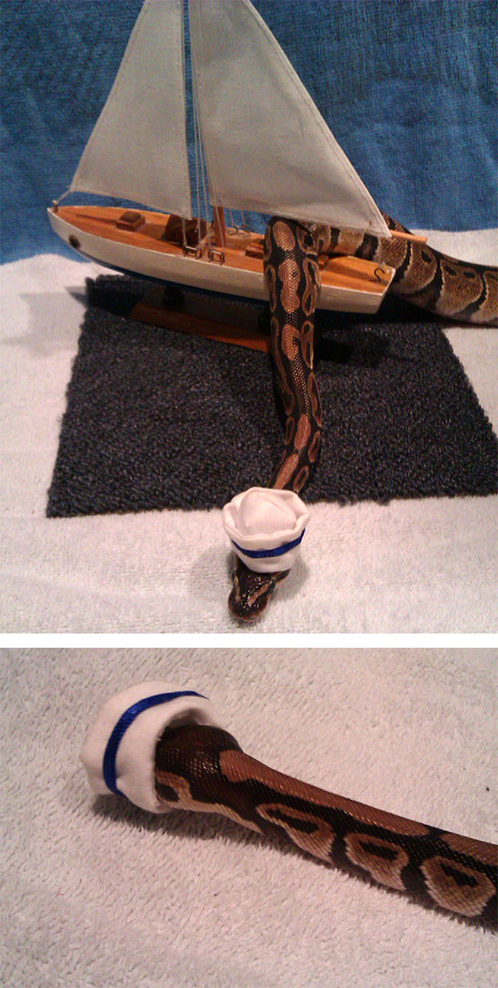 Scared Of Snakes? Put A Hat On It! Scared Of Snakes? Put A Hat On It!