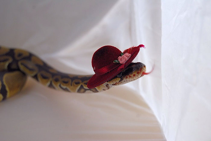 Scared Of Snakes? Put A Hat On It! Scared Of Snakes? Put A Hat On It!