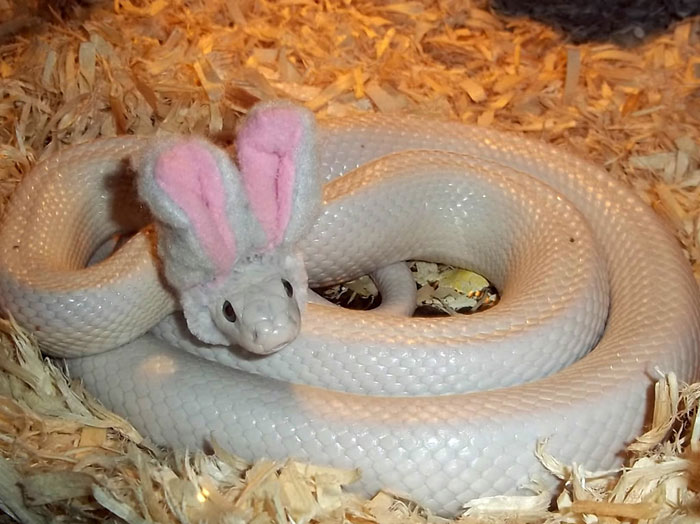 Scared Of Snakes? Put A Hat On It! Scared Of Snakes? Put A Hat On It!