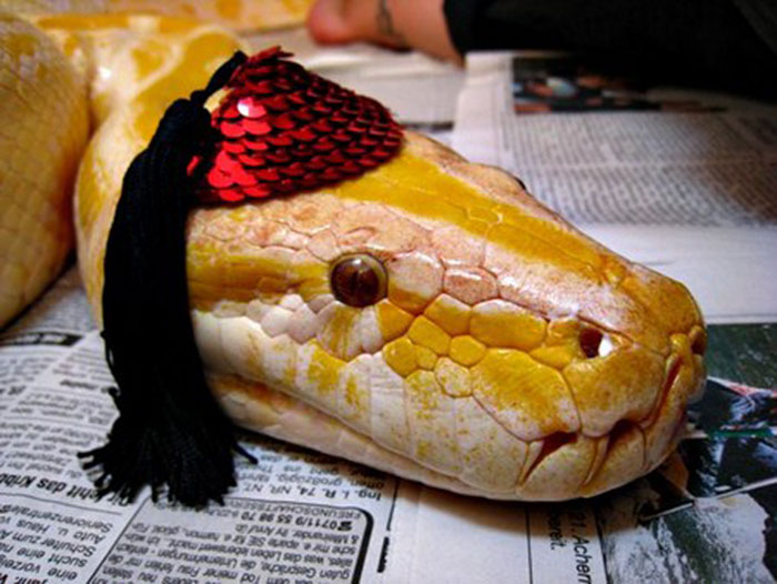 Scared Of Snakes? Put A Hat On It! Scared Of Snakes? Put A Hat On It!