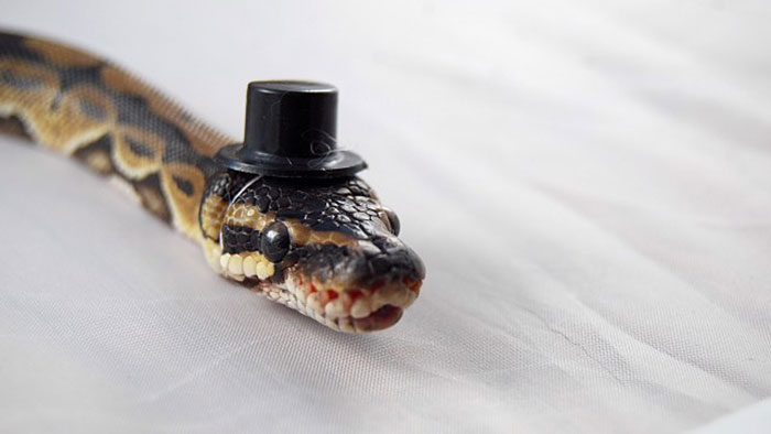 Scared Of Snakes? Put A Hat On It! Scared Of Snakes? Put A Hat On It!