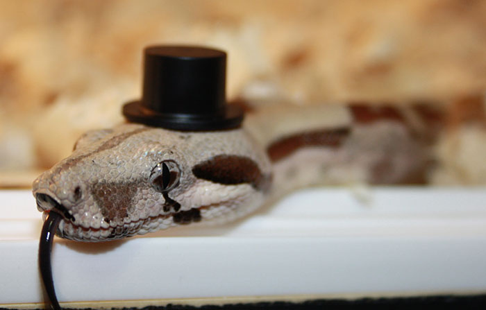 Scared Of Snakes? Put A Hat On It! Scared Of Snakes? Put A Hat On It!