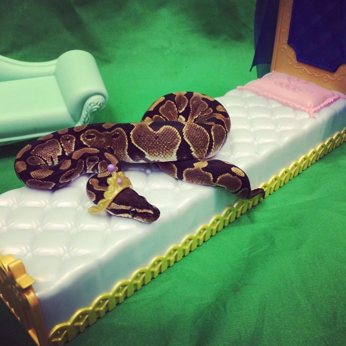 Scared Of Snakes? Put A Hat On It! Scared Of Snakes? Put A Hat On It!